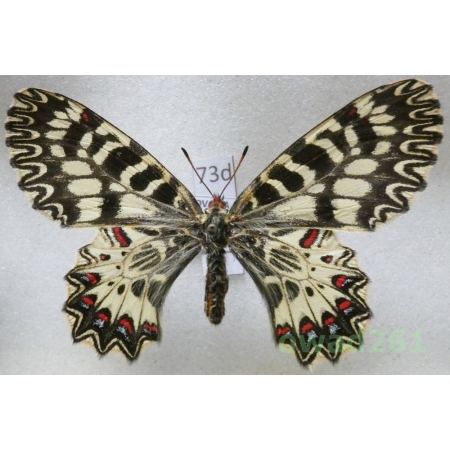 Zerynthia polyxena (Denis & Schiffermüller, 1775) female Slovakia73d